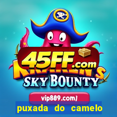 puxada do camelo jogo do bicho